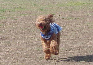 トイプードルの歴史 トイプードルの飼い方 しつけ方 育て方